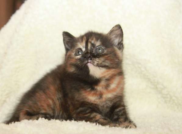 Скотиш страйт черапаховая в Москве фото 4