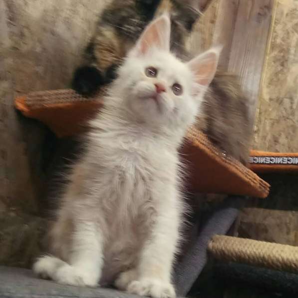 Котенок Мейн Кун Осман в Краснодаре фото 3