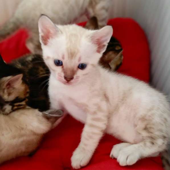 Бенгальский котенок в Калининграде фото 10