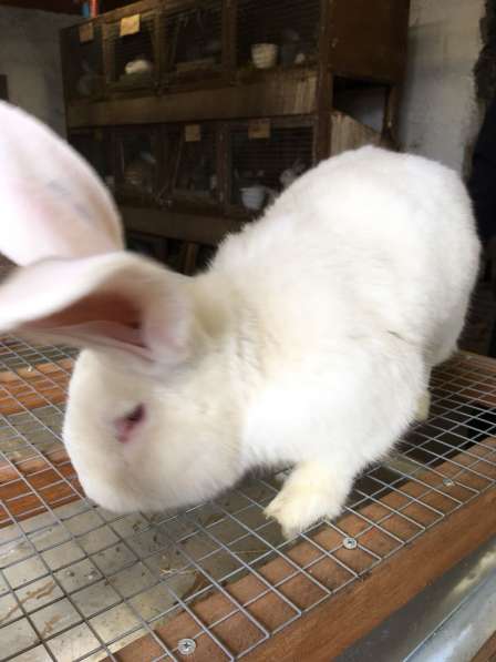 Продам кроликов живым весом в Белово фото 5