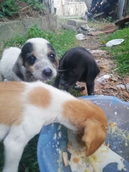 Щенки в хорошие руки в фото 7