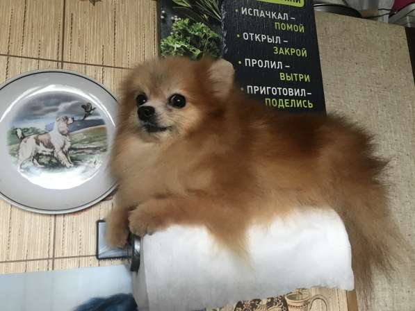 Помераночка 5 лет в Москве фото 8