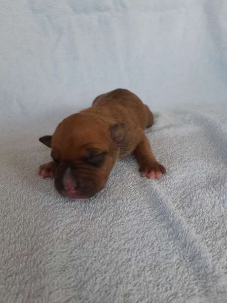 Милые мальчики и девочки Амстаффа резерв ркф в Москве фото 55