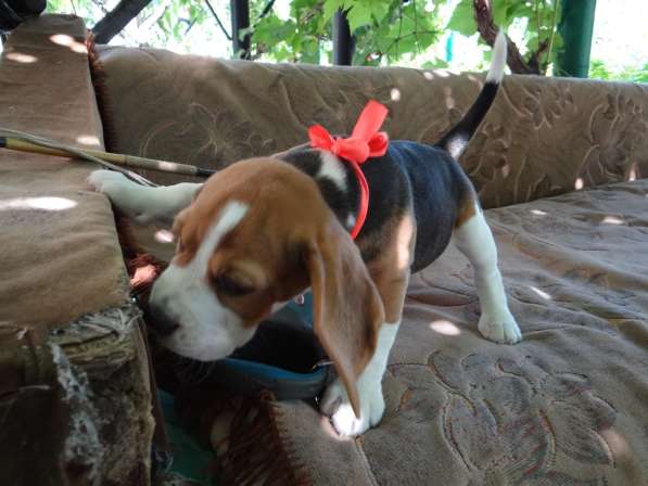 Продаются щенки бигля в Волгограде фото 9