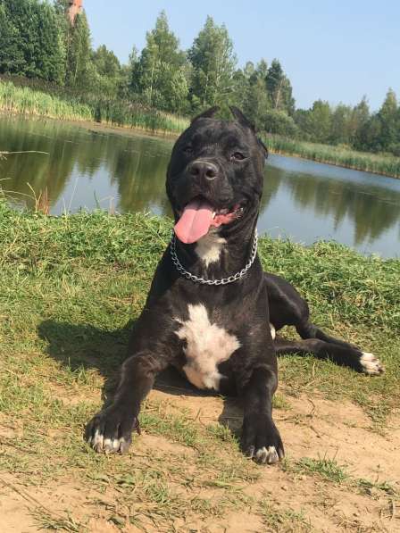 Щенки питбуля в Москве фото 32