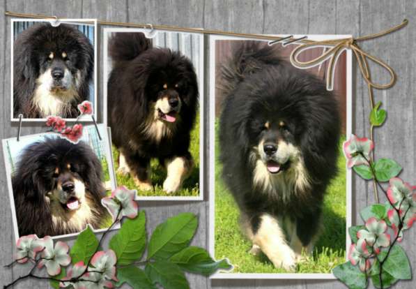 Тибетский мастиф - лучший страж на территории в Москве фото 54