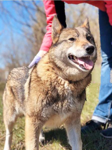 Собака Юля осталась без хозяина