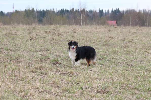 Аусси девочка продаётся в Москве фото 3