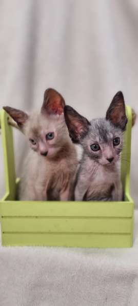 Продаются котята породы Lykoi (Ликой, кошка-волк) в Санкт-Петербурге фото 17