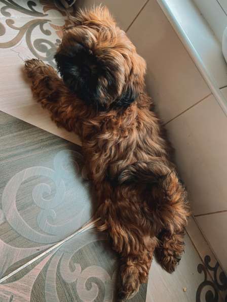 Малыш ши-тцу в Москве фото 4