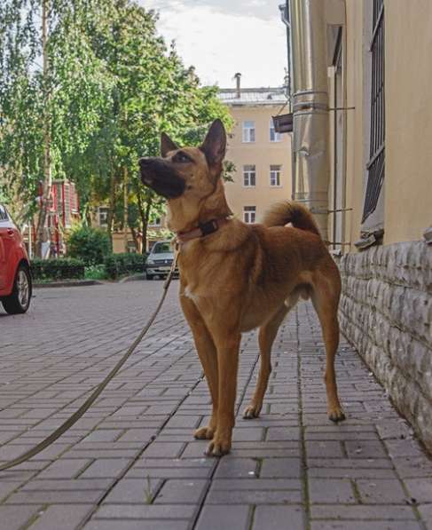 Лучший пёс на свете ищет хозяина в Санкт-Петербурге фото 35