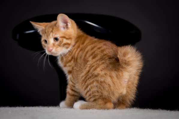 Курбобы- котята от Чемпиона Мира в Уфе фото 21