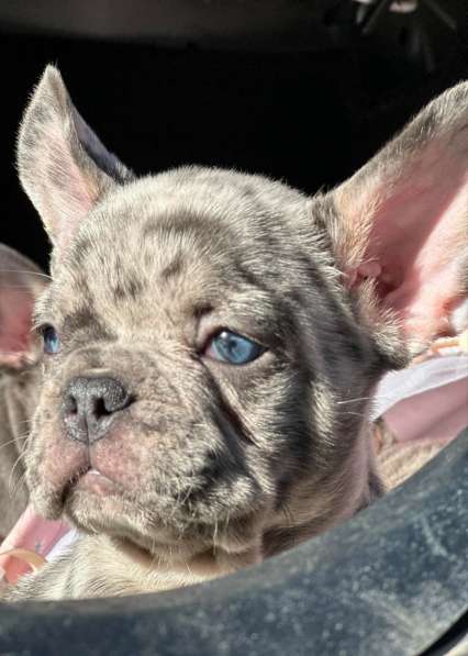Французский бульдог. Blue merle with blue eyes
