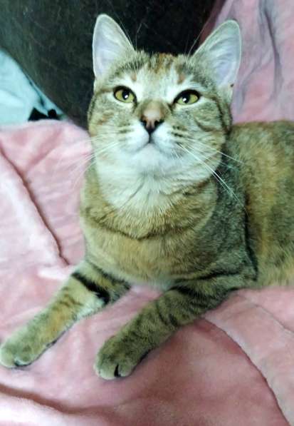 Молодая кошечка ищет дом в Москве фото 5