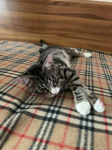 Котёнку мальчику нужен дом и семья в Домодедове фото 12