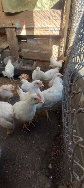 Подрощенные цыплята, гусята, гусыня в Киржаче фото 4