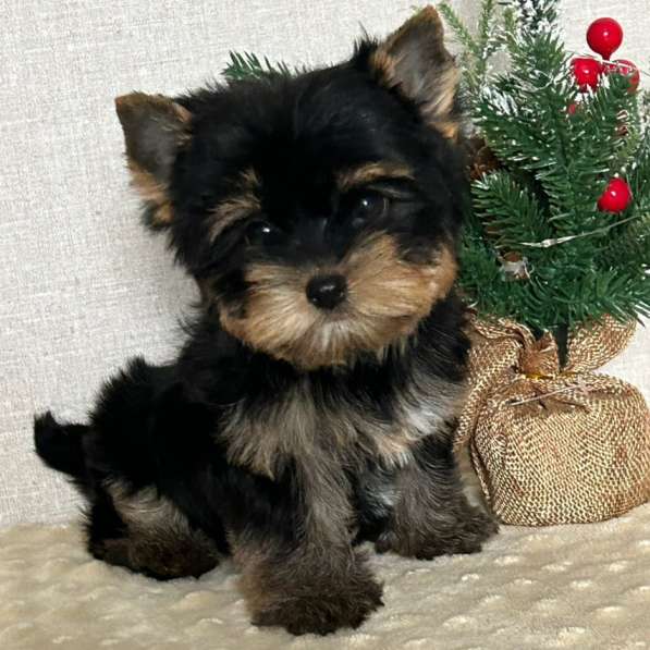 Yorkshire Terrier. Boy's