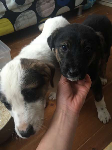 Щенки бесплатно в Санкт-Петербурге фото 18