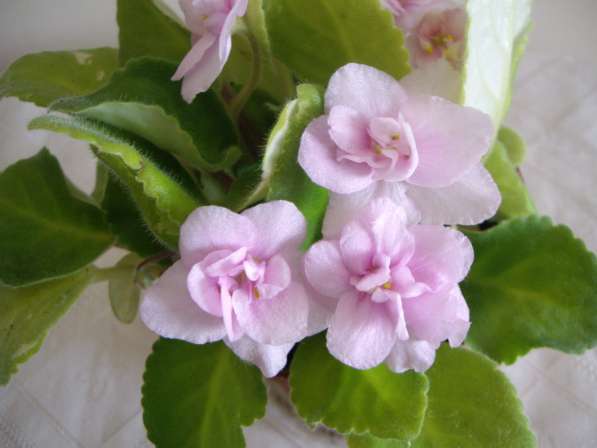 Фиалка розовая полумахровая, розетка в Москве фото 5