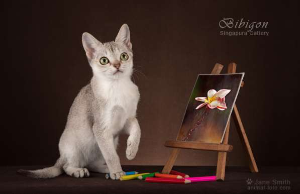 Котята породы Сингапура из питомника БИБИГОН в Москве фото 14