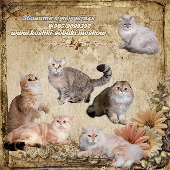 Котята разного возраста и окраса в Москве фото 17