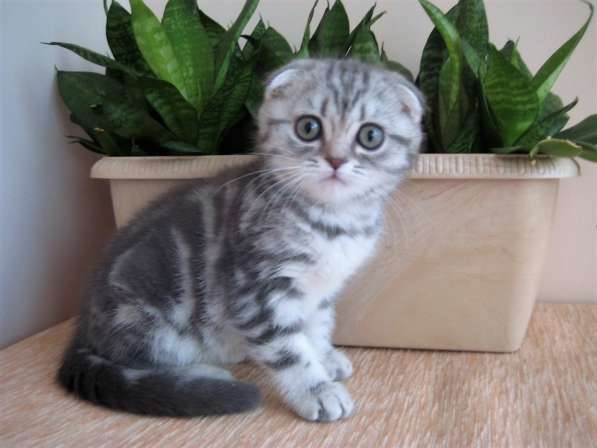 Отличный котик в Казани фото 7