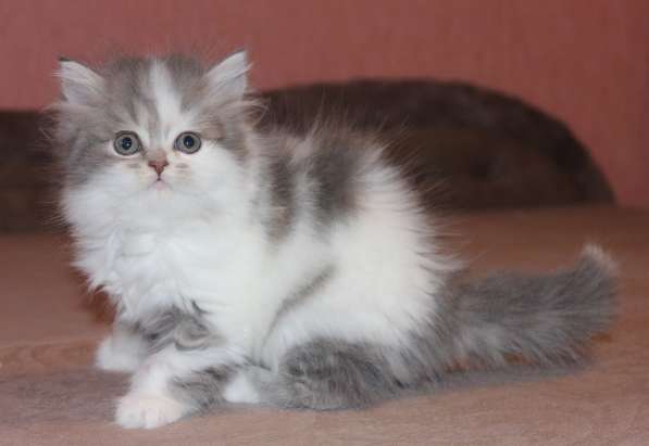 Шотландский котёнок Марсель) в Екатеринбурге фото 15