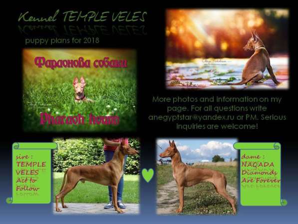 Щенки Фараоновой собаки в Санкт-Петербурге фото 29