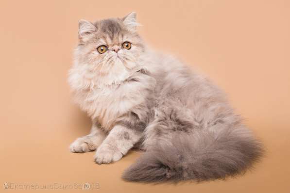 Котята экзотической и персидской породы