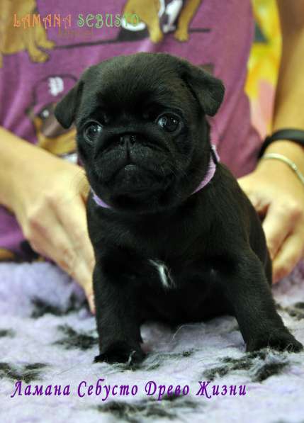 Подрощенная девочка мопсик в Москве фото 20