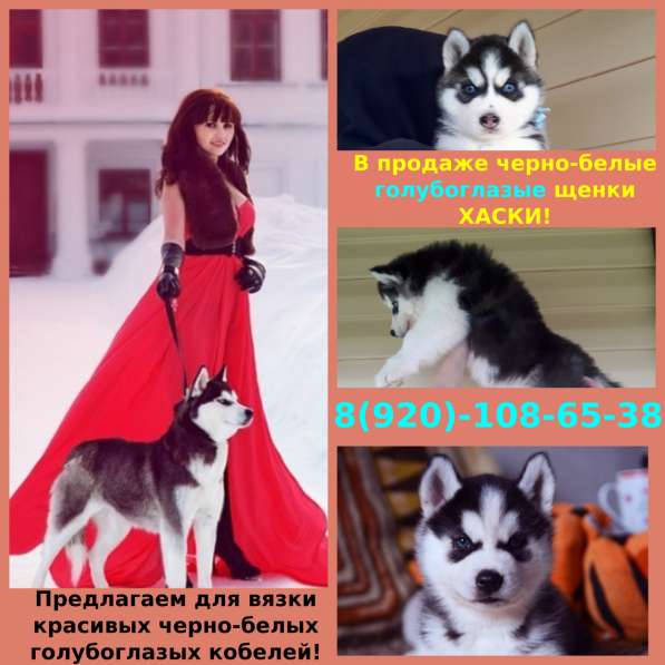 Классные щеночки хаски