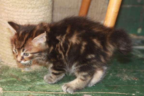 Курильский бобтейл - котята золотого окраса в Краснодаре фото 28