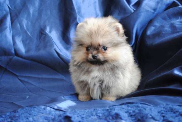 Продается щенок цвергшпица в Санкт-Петербурге фото 6