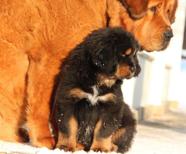 Элитные щенки Тибетского Мастифа питомник 6 месяцев в Ногинске
