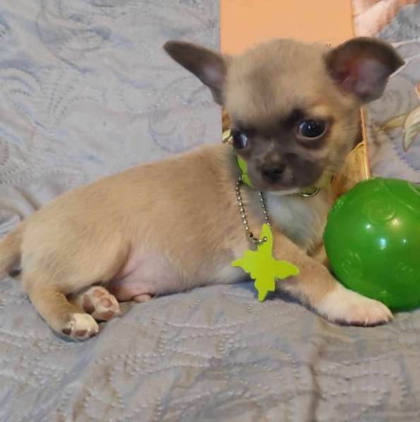 Чихуахуа. Blue fawn