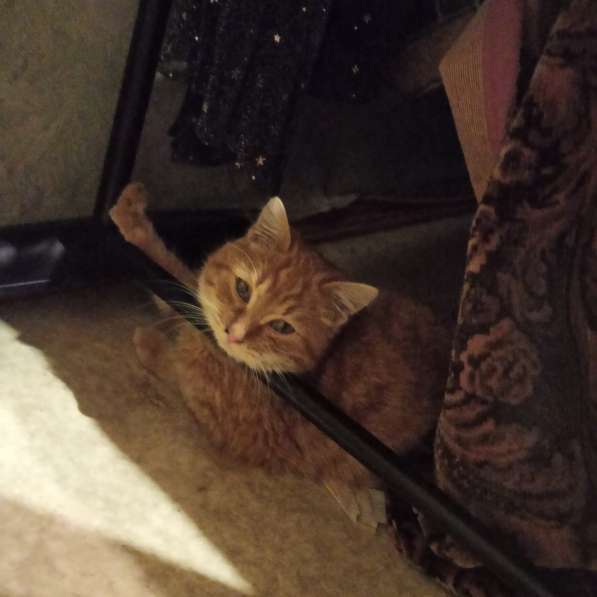 Отдам рыжего котика (3,5 месяца) в Туле фото 3