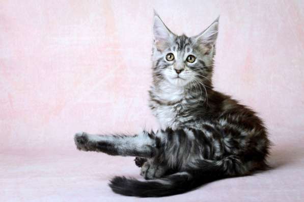 Котята Мейн-кун с отличной родословной. Готовы к переезду в Петрозаводске фото 3