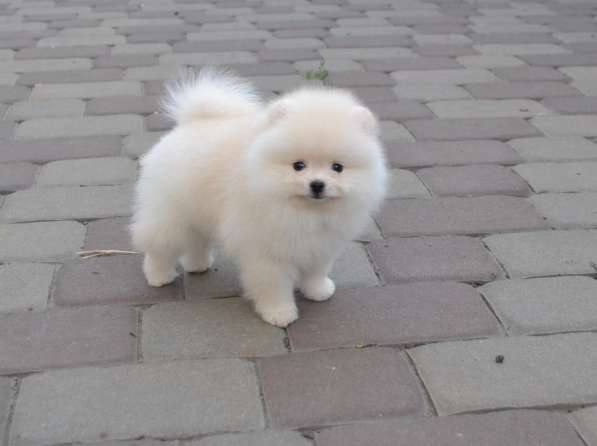 Щенки померанского шпица (Pomeranian) в Воронеже фото 5