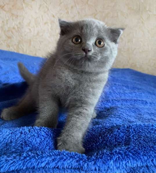 Продам вислоухого шотландского котёнка в Владивостоке