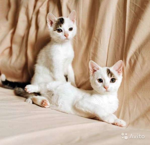 Красавцы-котята, ласковые, умненькие детки в дар