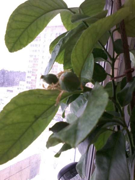 Лимон домашний в Одинцово фото 6