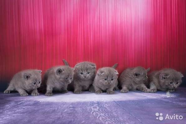 Плюшевые девочка и мальчик в Новокузнецке фото 7