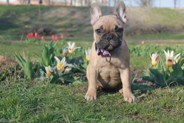 French bulldogs for sale в фото 5