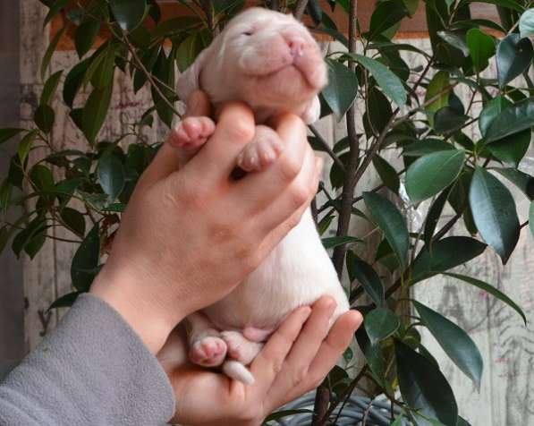 Английский сеттер щенки из элитного питомника в Москве фото 16