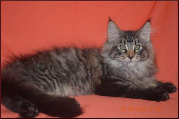 Роскошный черный котик мейн-кун из питомника