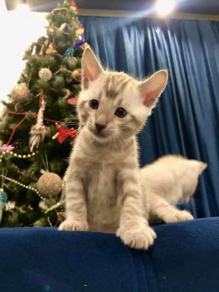 Bengal kittens Бенгальские котята