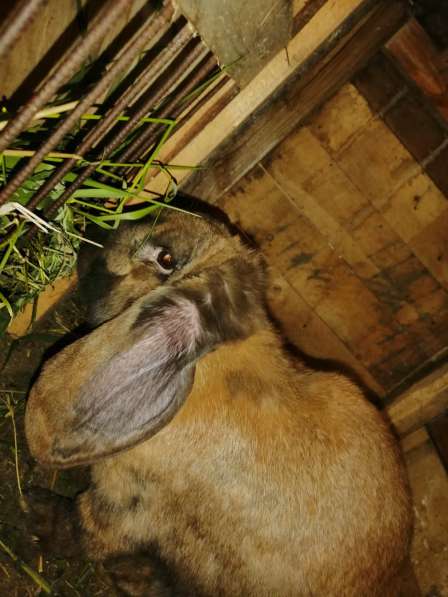 Кролики породы баран в Саратове фото 4