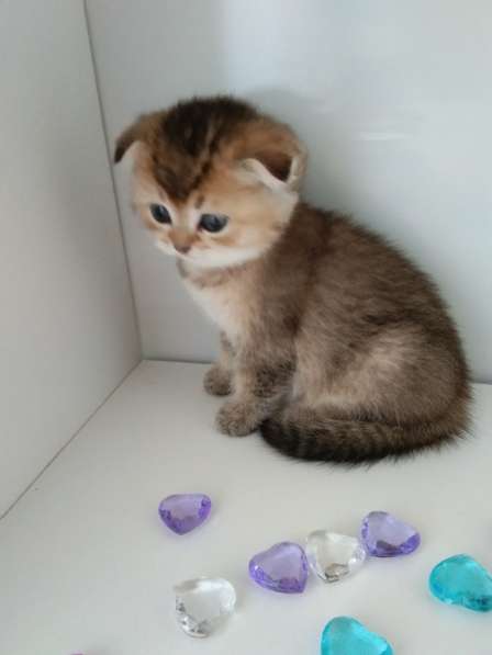 Шотландский малыш в Москве фото 7