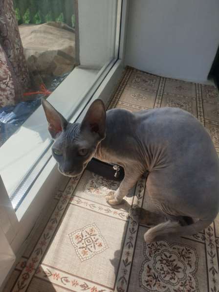 Канадский сфинкс в