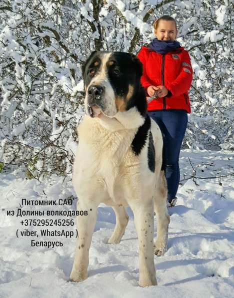 Щенки среднеазиатской овчарки (Алабая) в продаже в фото 23